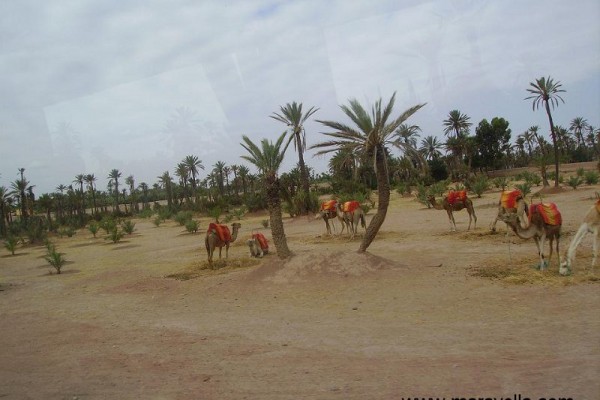 marrakech-maravella-2010-522952C48B-E1A5-790E-A18E-72A643B7ED0B.jpg