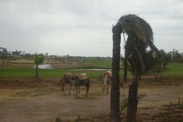 marrakech-maravella-2010-53CFA7E57D-AA90-DE49-3219-93153442E08E.jpg