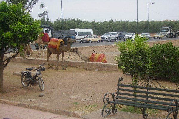 marrakech-maravella-2010-57B38FCE08-0D11-6A10-AC6D-EB4D5BF90353.jpg